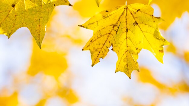 Konzept des goldenen Herbstes. Herbsthintergrund mit gelben Ahornblättern. Vergilbte Herbstblätter auf unscharfem Hintergrund. Platz kopieren