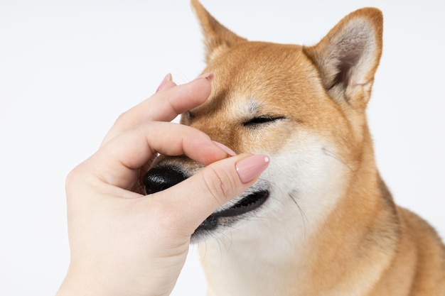 Konzept des Haustieres mit niedlichem Hund Shiba Inu