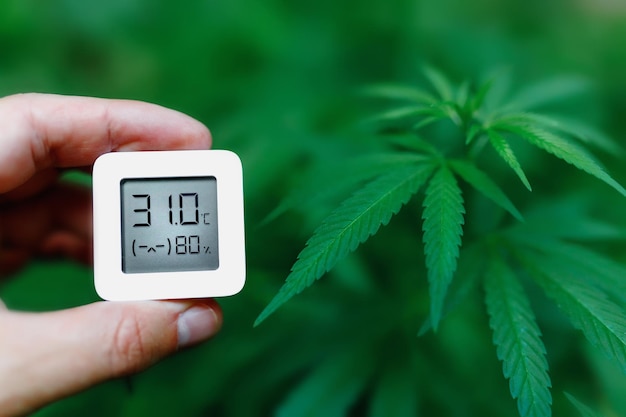 Ð¡Konzept des Indoor-Anbaus von medizinischem Cannabis und der Messung des Feuchtigkeitsindikators mit einem Hygrometer. Busch von medizinischem Cannabis oder Marihuana