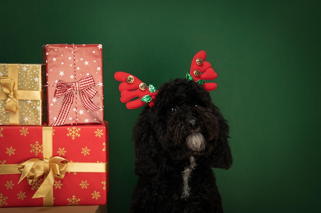 Konzept des lustigen Weihnachtshundes der frohen Weihnachten