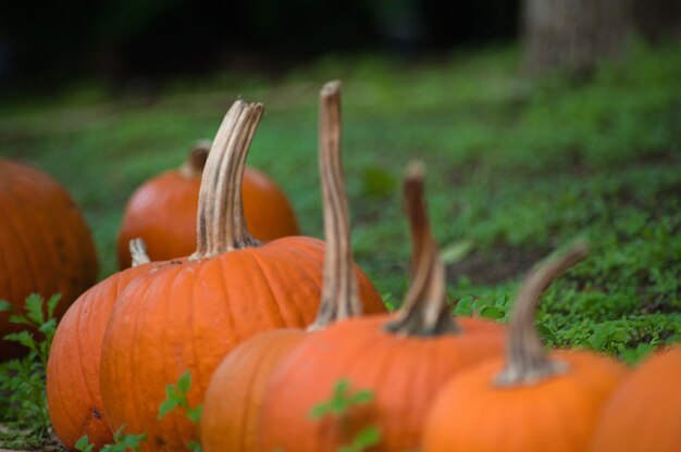 Konzept für Herbst traditionellen Feiertag Halloween