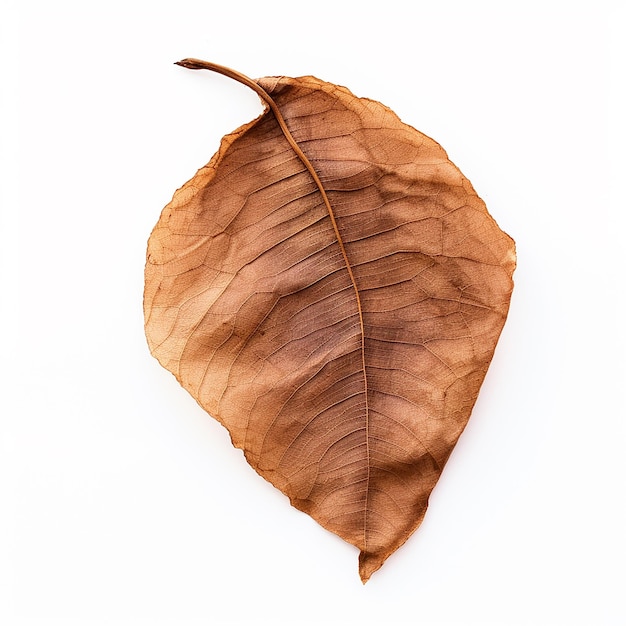 Konzept Herbsttrockene Herbstblätter