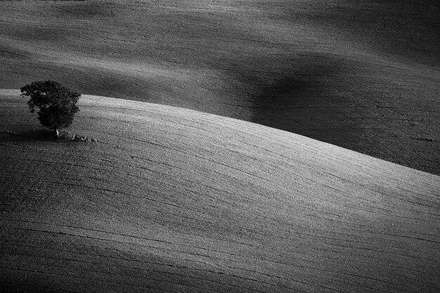 Konzept Landschaft Einzelner alter Baum in schönen Linien Hügeln schöne Natur schwarz und weiß