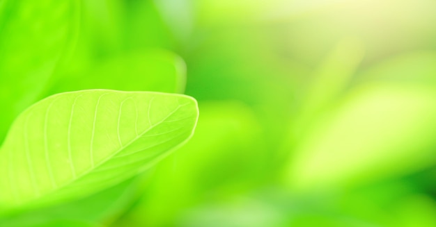 Konzept Naturansicht von grünem Laub auf verschwommenem grünem Hintergrund Sonnenlicht mit Kopierraum unter Verwendung als Hintergrund natürliches grünes Blatt Pflanzen Landschaftsökologie frisches Banner-Tapetenkonzept