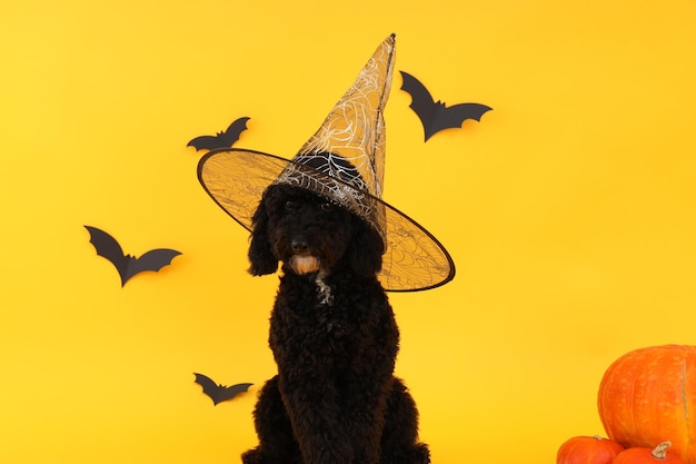 Konzept von Halloween-Hund und Halloween-Zubehör auf gelbem Hintergrund