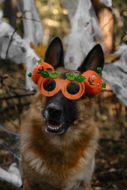 Konzept von Haustieren als Menschen Deutscher Schäferhund feiert Halloween im Wald