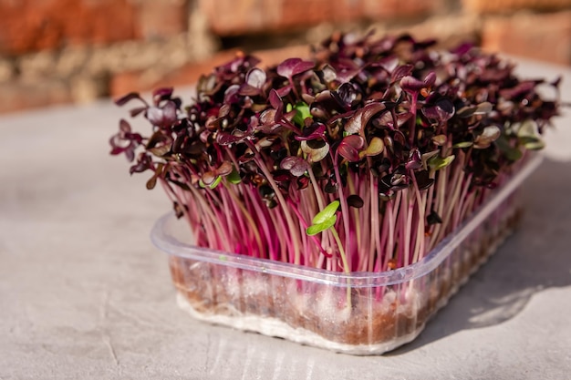 Konzept von Superfood und gesunden Bio-Lebensmitteln Rettich Microgreens