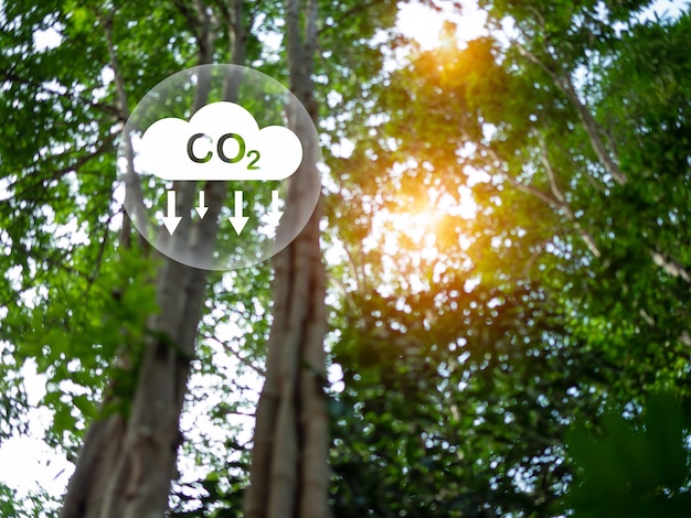 Foto konzept zur reduzierung der co2-emissionen, saubere und freundliche umwelt ohne kohlendioxidemissionen. bäume pflanzen, um die co2-emissionen zu reduzieren. umweltschutzkonzept