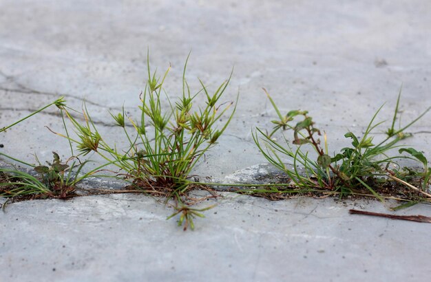 Foto konzeptfoto von gras, das am rande des zementbodens wächst