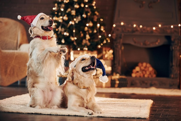 Konzeption von Weihnachten Zwei niedliche Golden Retriever zusammen zu Hause Feiern des neuen Jahres