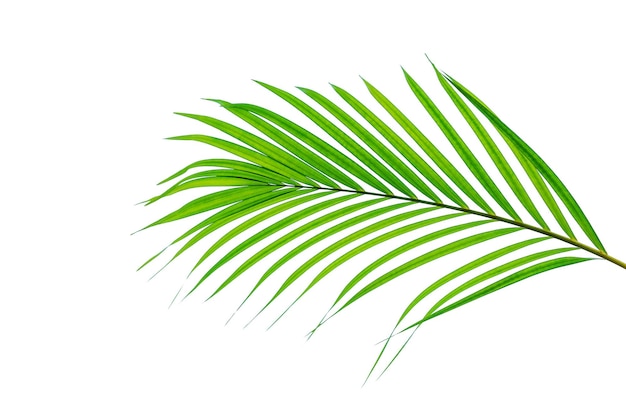 Konzepttextur verlässt abstrakten grünen Naturhintergrund tropische Blätter Kokosnuss lokalisiert auf Weiß
