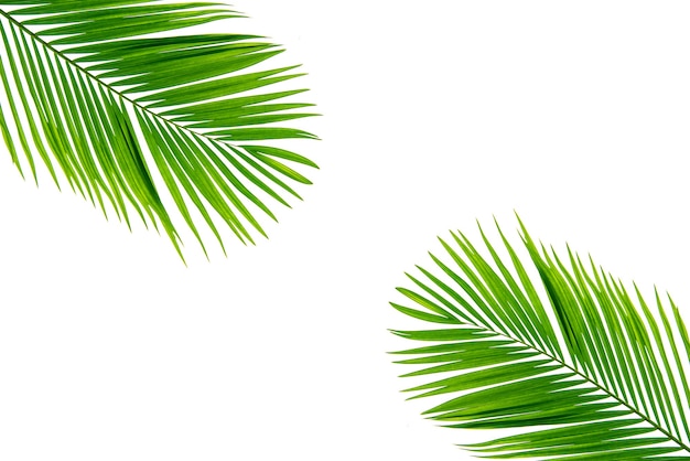 Konzepttextur verlässt abstrakten grünen Naturhintergrund tropische Blätter Kokosnuss lokalisiert auf Weiß