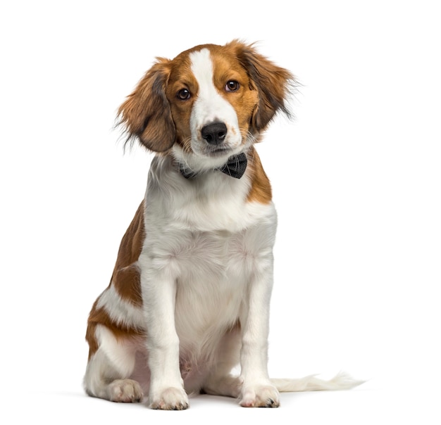 Kooikerhondje, 4 meses de edad, sentado delante de un fondo blanco