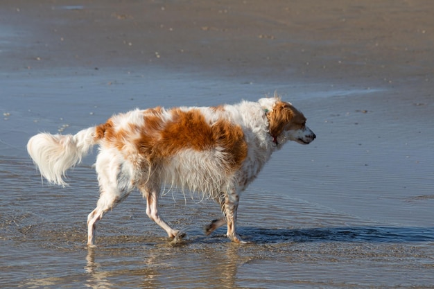 Kooikerhondje-Hunderasse-Mix-Köter, der am Strand schwimmt und spielt