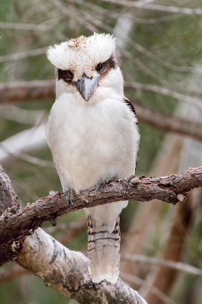 Kookaburra Australien lachendes Vogelporträt