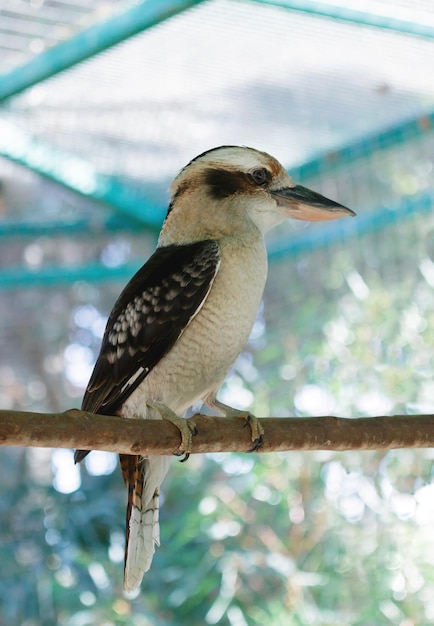 Foto kookaburra-porträt eines schönen vogels