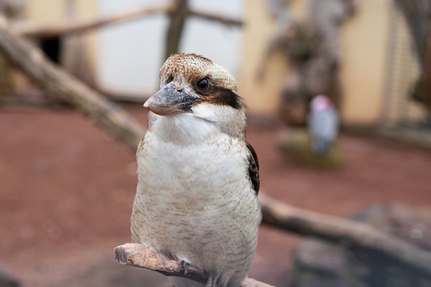 Un Kookaburra riendo, Dacelo novaeguineae, posado en una rama