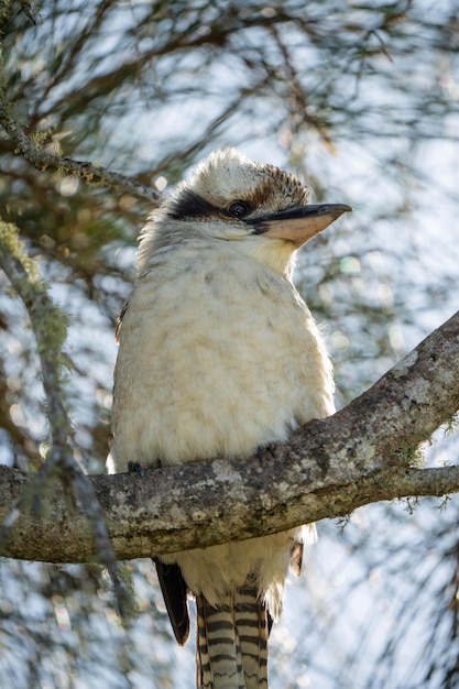 Un kookaburra se sienta en la rama de un árbol