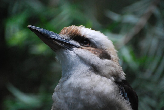 Kookaburra-Vogel hautnah und persönlich in freier Wildbahn.