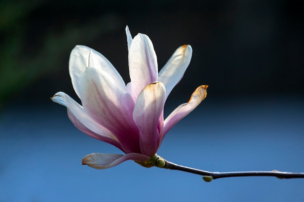 Kopf der blühenden Magnolie. Botanik und Blumen