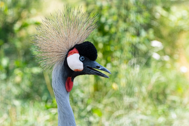 Kopf des gekrönten Kranichs oder Balearica regulorum in der Natur