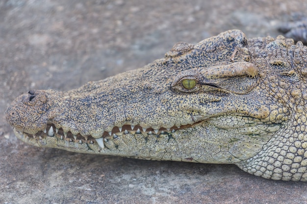 Foto kopf des krokodils, alligator