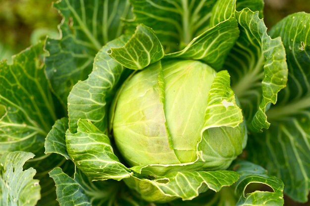 Kopf des reifen frischen ehrlichen Weißkohls wächst im Garten