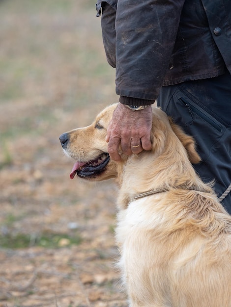 Kopf des reinrassigen Hundes Golden Retriever, der von der Hand seines Besitzers gestreichelt wird