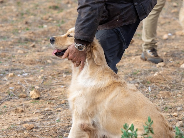 Kopf des reinrassigen Hundes Golden Retriever, der von der Hand seines Besitzers gestreichelt wird