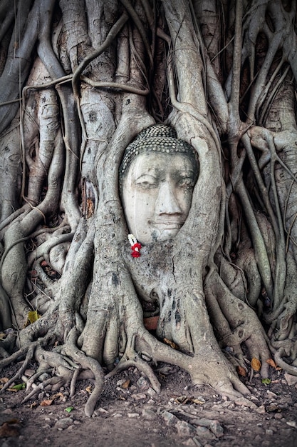 Kopf des Sandstein-Buddhas in Thailand