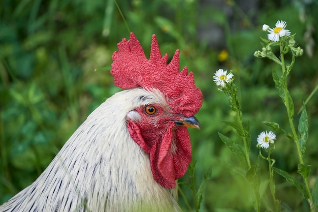 Kopf des weißen Hahns mit rotem Kamm im Garten