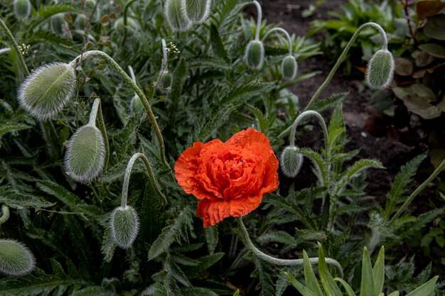 Kopf einer blühenden Mohnblume