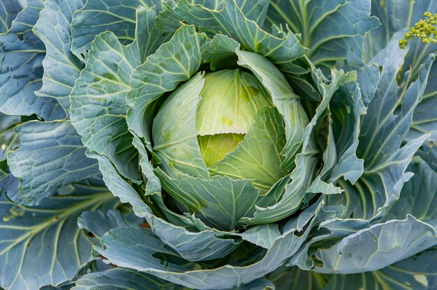 Foto kopf einer gemüsepflanze weißkohl