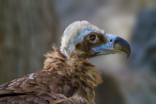 Kopf eines großen Geiervogels