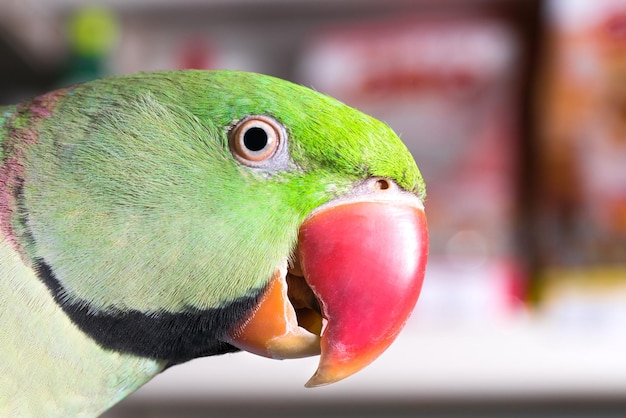 Kopf eines grünen Papageien mit rotem Schnabel