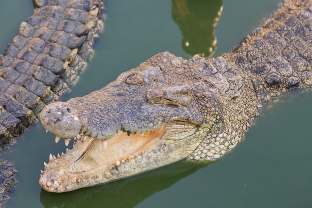 Kopf eines Krokodils im Wasser