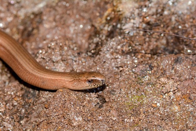 Foto kopf eins ein brauner blindwurm anguis fragilis auf dem boden