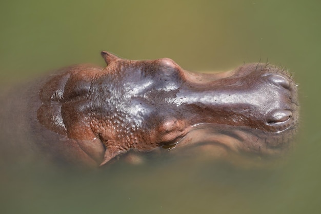 Kopf Nilpferd im Fluss hautnah