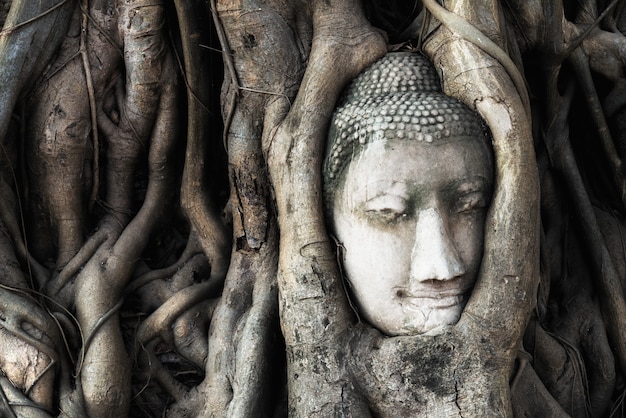 Kopf von Buddha-Statue im Baum wurzelt bei Wat Mahathat-Tempel in historischem Park Ayutthaya, Thailand.