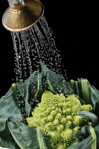 Kopf von frischem Romanesco Brokkoli unter Wasserstrahl