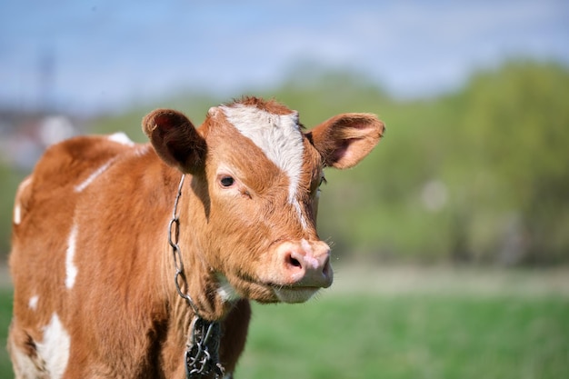 Kopfporträt eines jungen Kalbs, das am Sommertag auf der grünen Weide weidet Fütterung von Rindern auf Ackerland