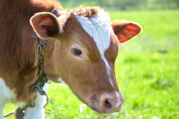 Kopfporträt eines jungen Kalbs, das am Sommertag auf der grünen Weide weidet Fütterung von Rindern auf Ackerland