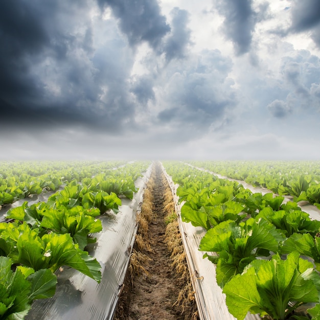 Kopfsalat auf Feld und Rainclouds