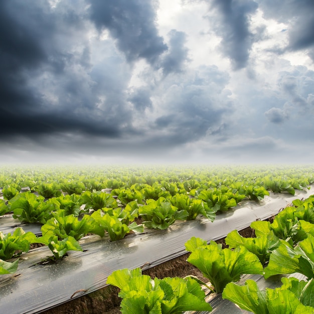 Kopfsalat auf Feld und Rainclouds