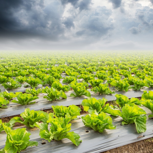 Kopfsalat auf Feld und Rainclouds