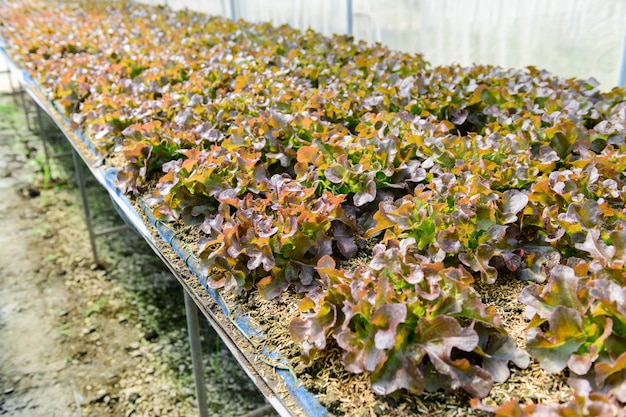 Kopfsalat der roten Eiche im Bio-Bauernhof bei Lop buri,