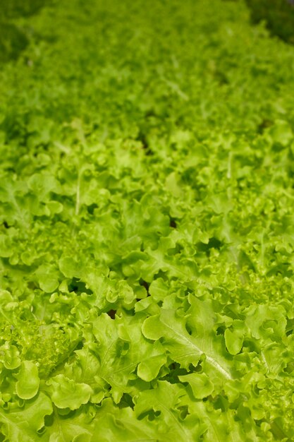 Kopfsalat in der Hydroponikbauernhof