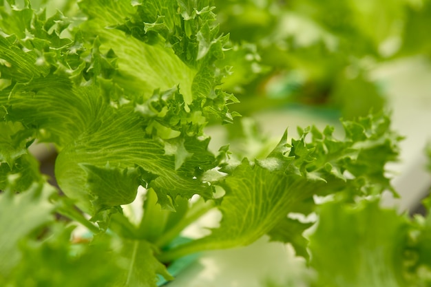 Kopfsalat in der Hydroponikbauernhof