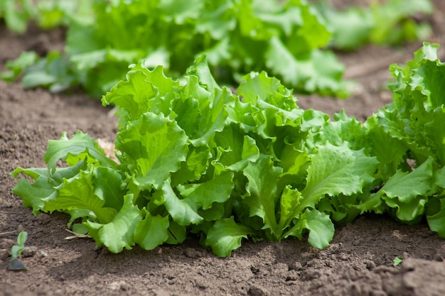 Kopfsalat wächst im Boden Frisches junges Grün, das auf dem Bauernhof wächst, pflanzt Nahaufnahme