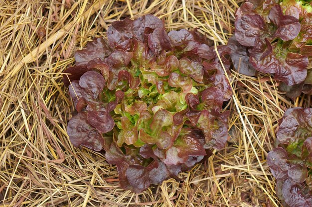 Kopfsalat zum Essen Ohne Chemie angebaut